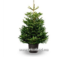 Sapin Nordmann naturel 225 cm