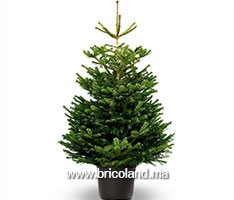 Sapin Nordmann naturel 300 cm