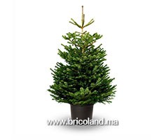 Sapin Nordmann naturel 175 cm