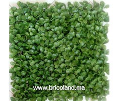 Tapis de buis artificielle 50cm²